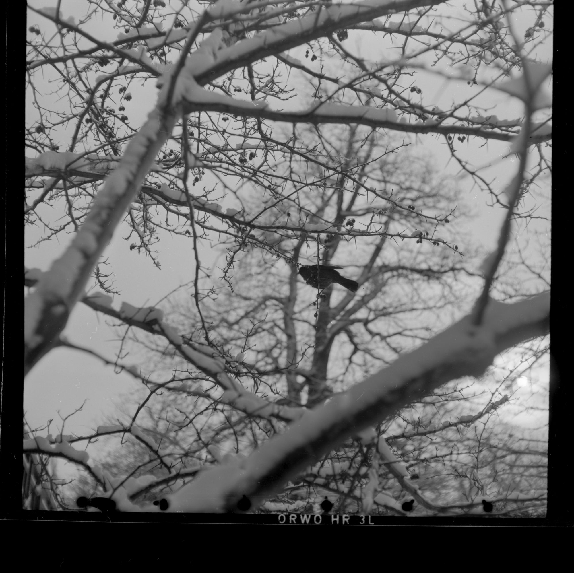 ZFF_1949_N004