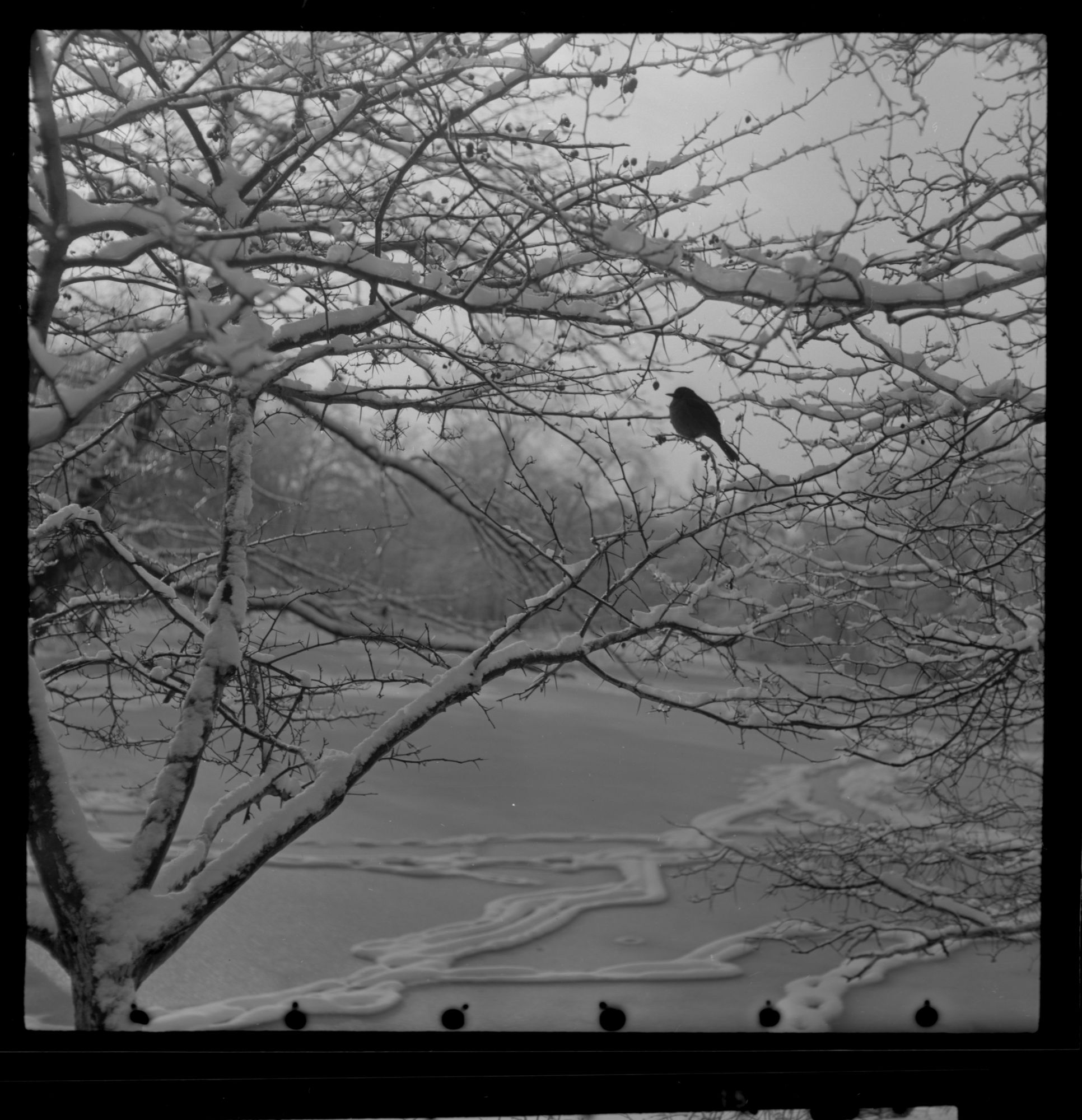 ZFF_1949_N009
